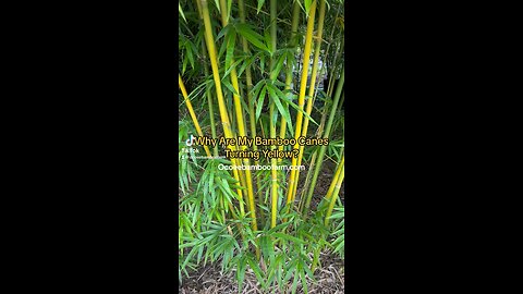 Why Are My Bamboo Plants Turning Yellow?
