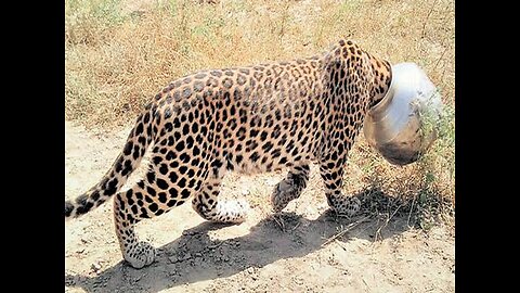 Tiger #leopard unfortunately covered with bowl#the tiger was thirsty #people escape him ##