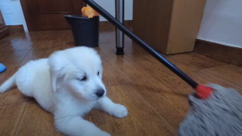 Golden Retriever Puppy vs Mop