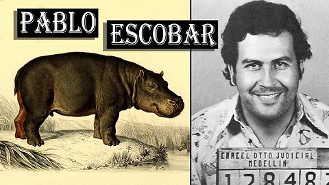 Invasive Species: How Pablo Escobar's Hippos are RAVAGING Colombia (Even Today)