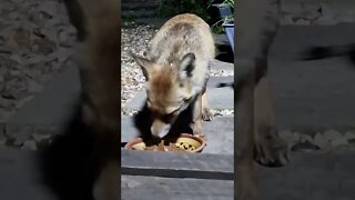 🦊Ajax the friendly urban vixen comes for her nightly feed of chicken and dog food