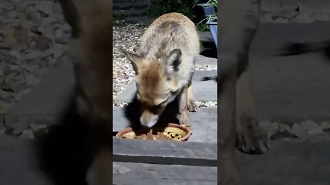 🦊Ajax the friendly urban vixen comes for her nightly feed of chicken and dog food