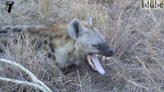 Hyena Smile