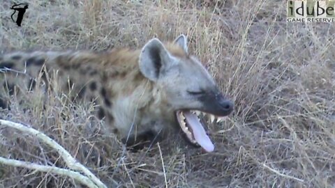 Hyena Smile