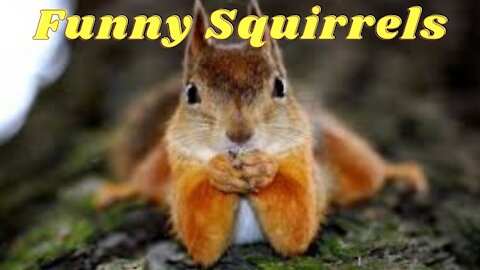 Funny Squirrels