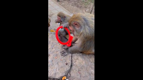 Funny Monkey Love Story (Part-7)