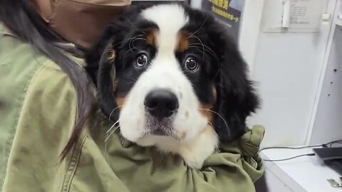 Bernese Pup Is Totally Freaked Out By Vaccine