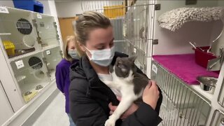 Northeast Ohio animal shelters get thousands of dollars in donations thanks to Betty White
