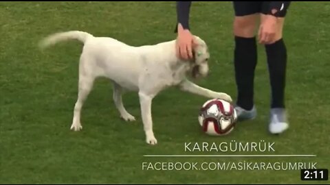 How a dog brought a football match to a halt