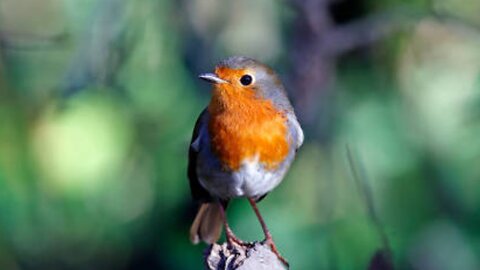 Experience the Melodic Delight: The Enchanting Songs of Robins!