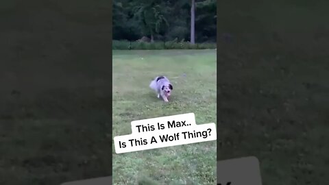 Is Max A #wolfdog ? I Love That He Does This!! #wolfdogs #dogshorts