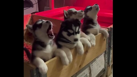 Howling Siberian Husky Puppies