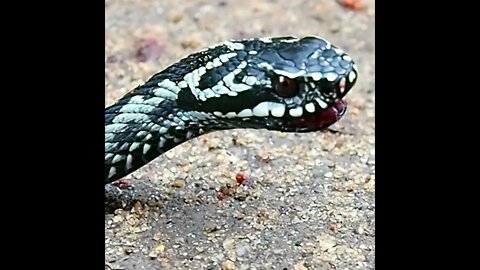 Vipera Russelli