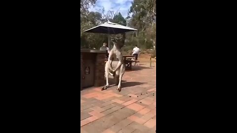 Kangaroo plays with himself in public #shorts #hornyanimals #lipsync