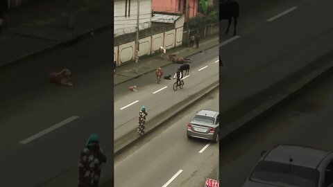 Dogs eating horse in the road😳😳😔😔