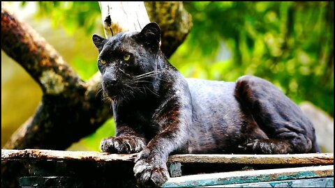 Incredible footage of Black Panther/Black Jaguar in African jungle