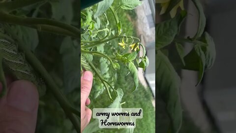 How to tell what a hornworm's and its mouth looks like￼￼#tomatoehornworms