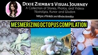 Mesmerizing Octopus Compilation