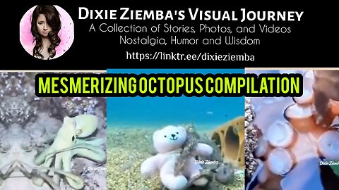 Mesmerizing Octopus Compilation