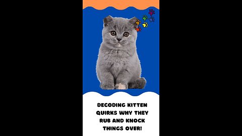 Decoding Kitten Quirks Why They Rub and Knock Things Over!