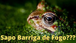 Sapo de Barriga de Fogo!!!