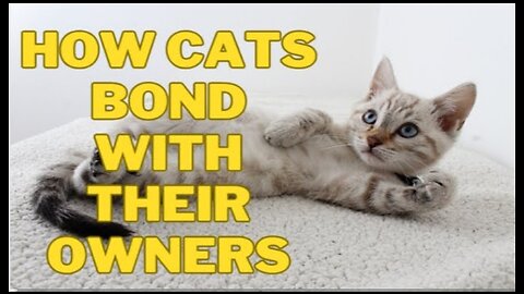 How_Cats_Bond_with_Their_Owners