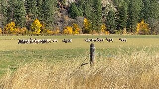 Paradise, Montana