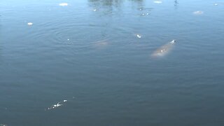 Manatees moving to warmer local waters near Manatee Park