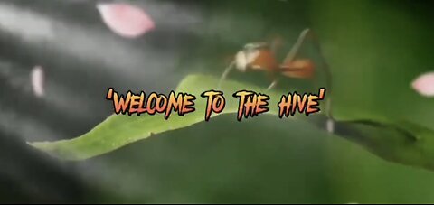 Welcome to the hive - movies explained