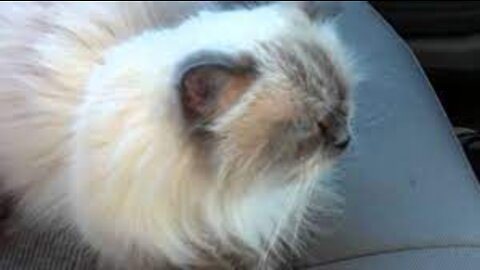 Talking Himalayan Cat