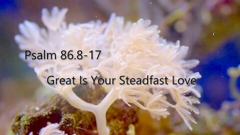 Great is Your Steadfast Love - Psalm 86:8-17