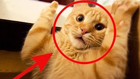 Cute Cat Funny Moments. Episode - 102