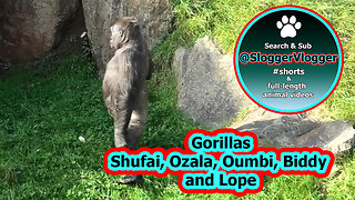 Lope's Pad & Gorilla Family Biddy, Shufai, Ozala and Oumbi in Action