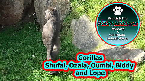 Lope's Pad & Gorilla Family Biddy, Shufai, Ozala and Oumbi in Action