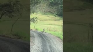 Baby Joey hops off the road