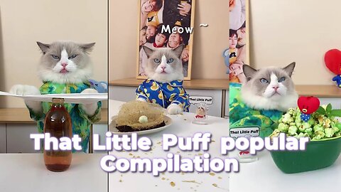 That Little Puff Compilation - the most popular collection2 #kittycreations #catsofrumble