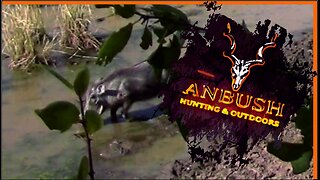 Bowhunting Warthog