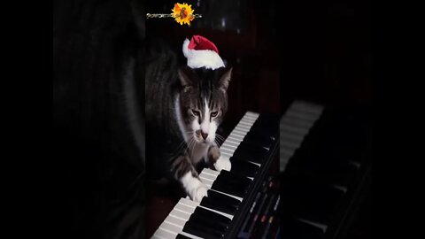 🔰 Performance Show | Gato Engraçado Tocando Música de Natal No Piano | Funny Cat |Funny | #shorts