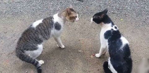 Cats Fighting with sound - cat vs cat