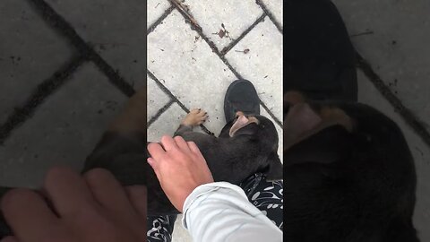 Dog Training Frenchie Puppy - "Sit" and "Place"