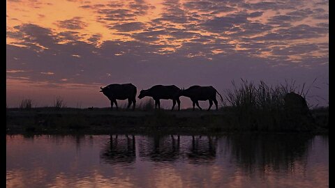 Ahead, Bad*** Factor Eight: Brazilian Cops Patrol on Buffaloback