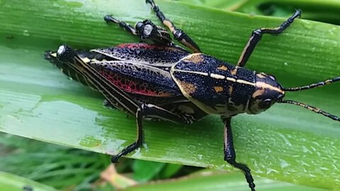 Romalea microptera..Eastern Lubber Grasshopper