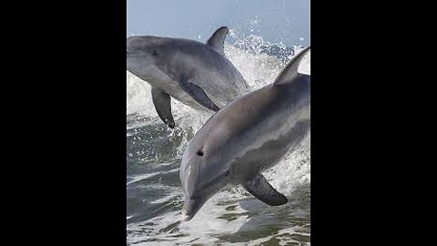 Dolphin swimming