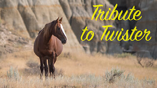 Tribute to Twister Wild Horse of Theodore Roosevelt National Park by Karen King