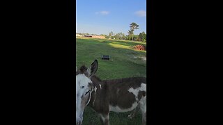 Donkeys coming out of the woods where they aren't supposed to be