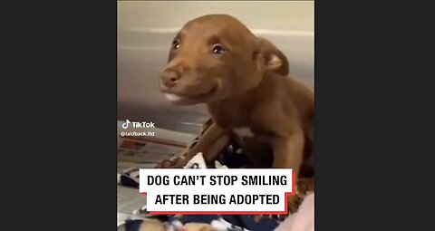 Dog Can't Stop Smiling After Being Adopted