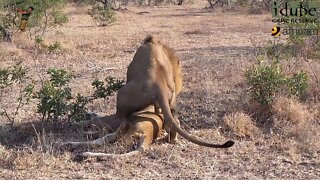 WILDlife: Unresponsive Lioness Is Not Interested In Pairing