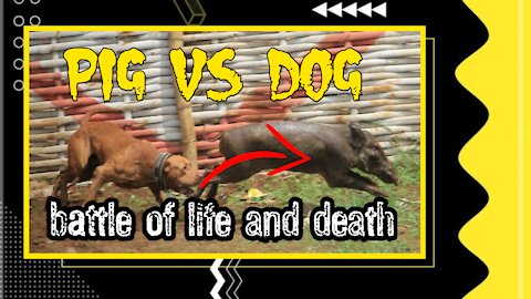 PIG VS DOG BATTLE !!!