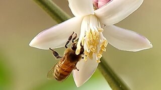 Bees Pollinating Flowers
