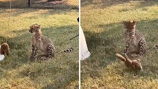 Lazy cheetah chooses snoozing over sprinting